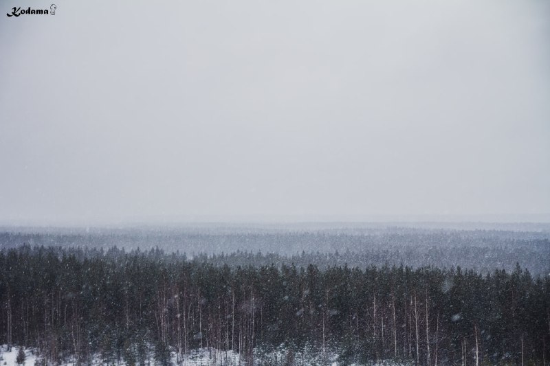 Уже заметает как следует Ленобласть***❄️***