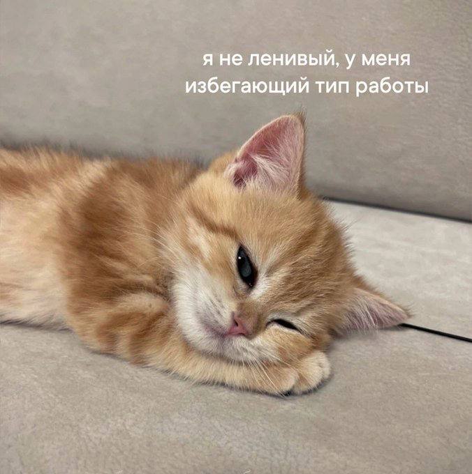 Котишки