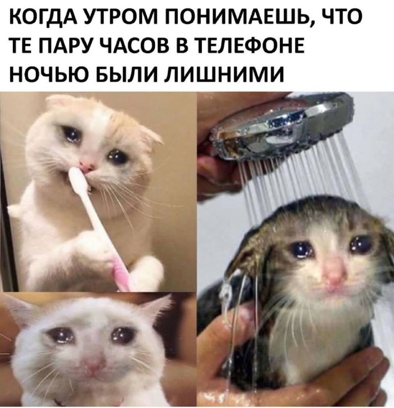 Котишки