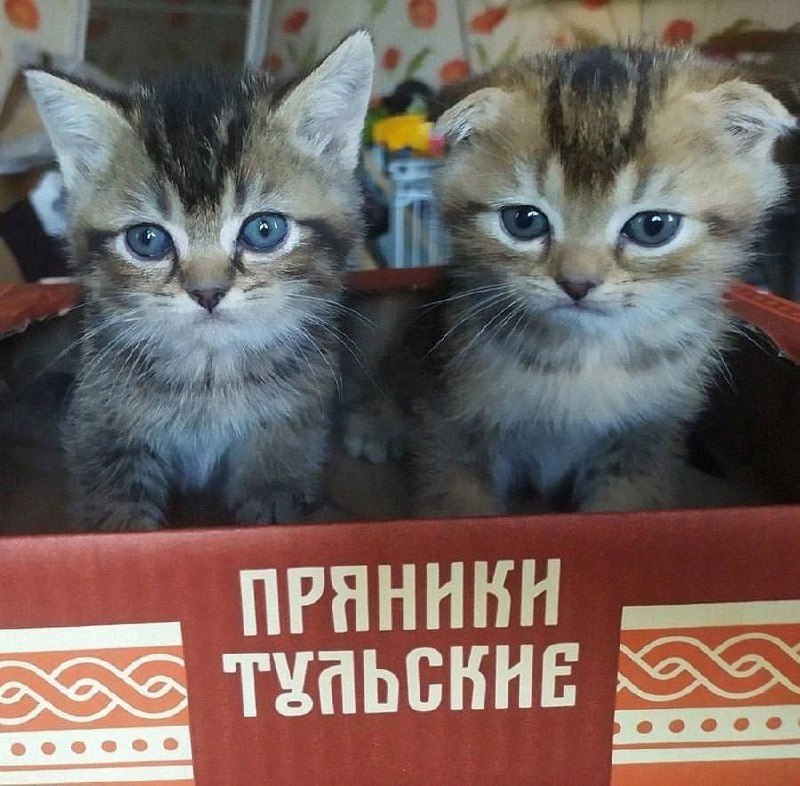 Котишки