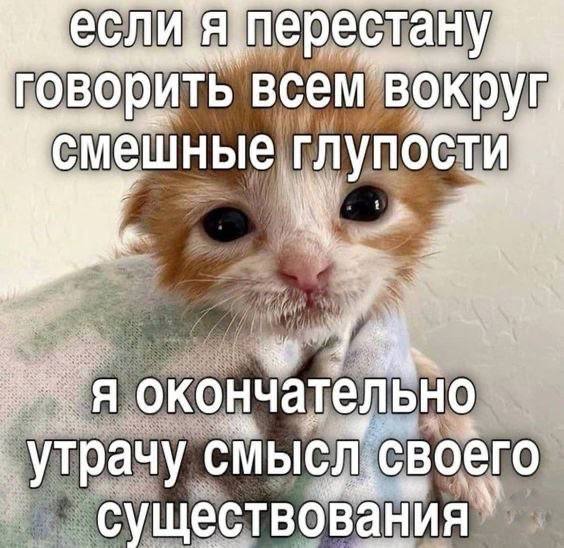 Котишки