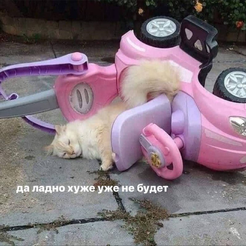 Котишки