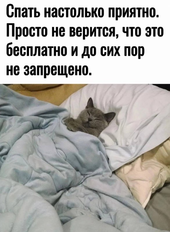 Котишки