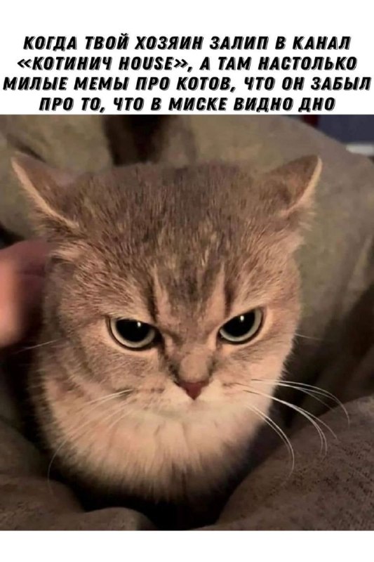 **Кошачья википедия, не выходя из телеги**