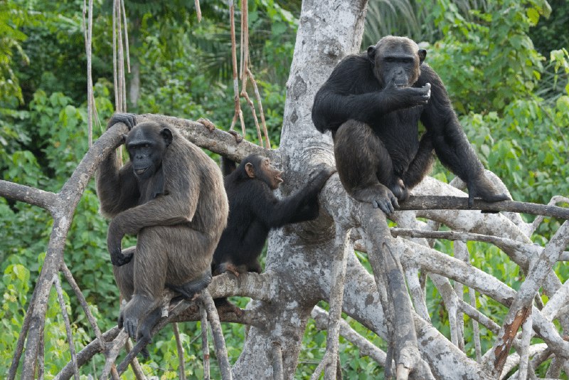 ***🌳******🌿******❗️*****Neue fossile Gefahr für den Kongo-Regenwald!**