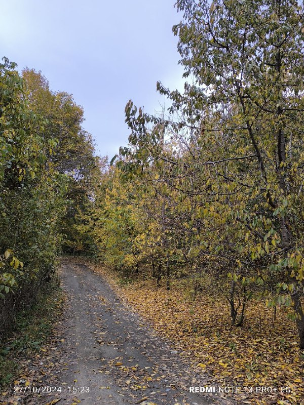 مشهد کوهگردی