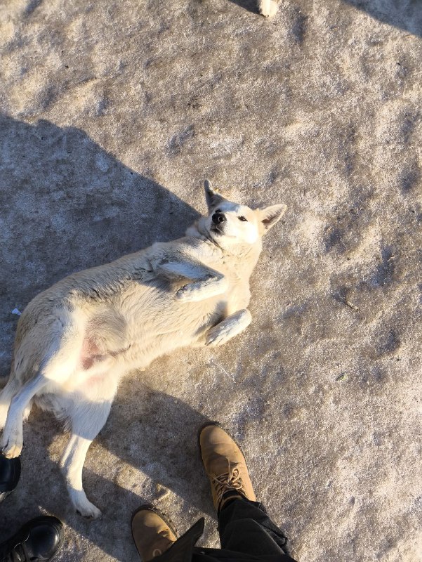 млем (коромысло)