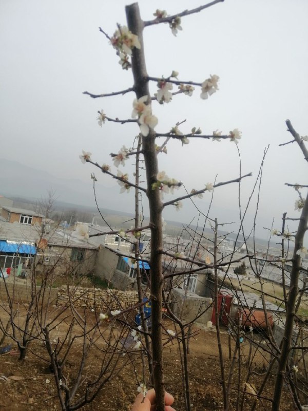 شکوفه دادن درخت آلوچه در روستای …