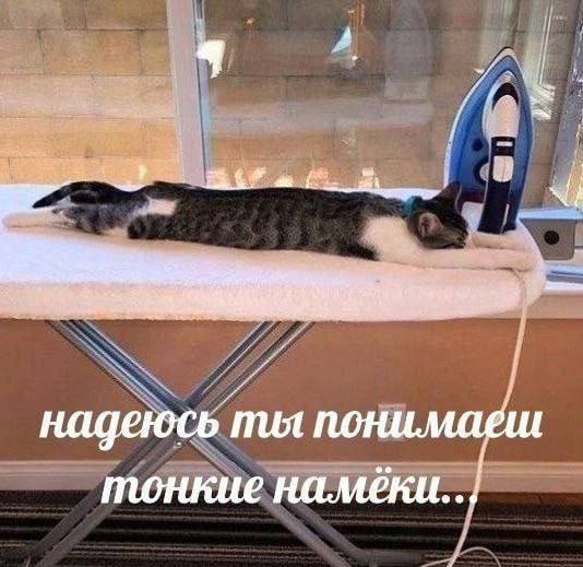 кошачий флекс