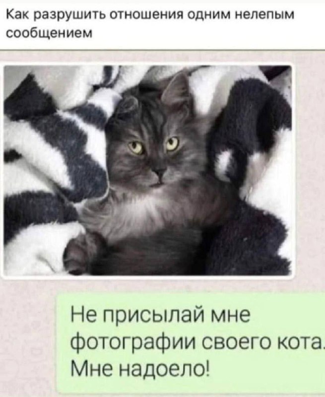 Кот Геннадий