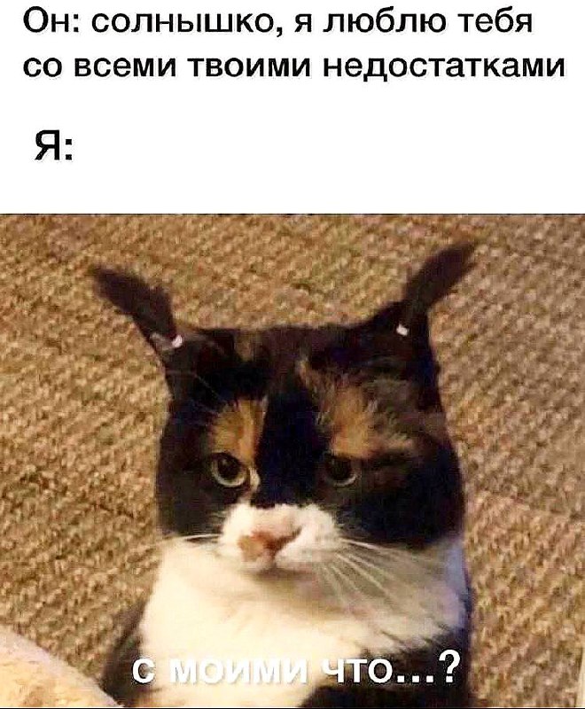 Мемы с котиками