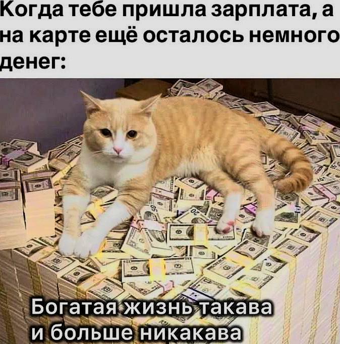 Мемы с котиками