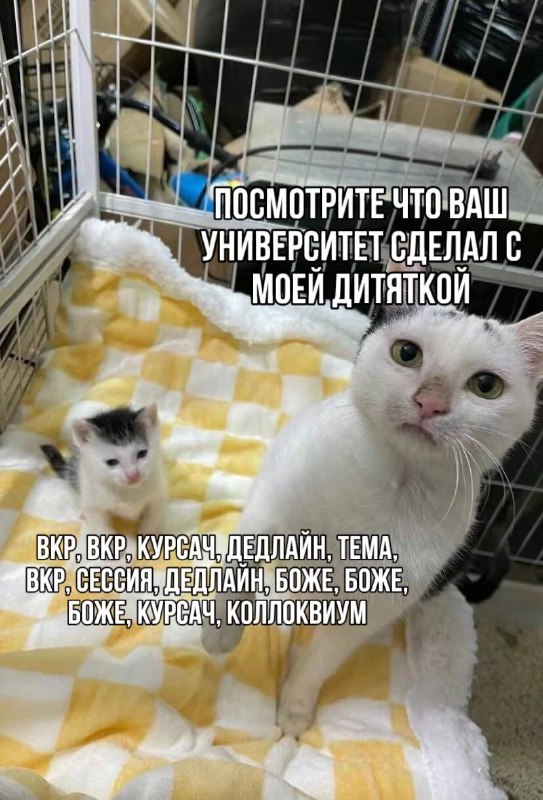 котята и универ