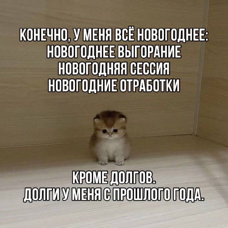 котята и универ