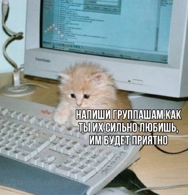 котята и универ