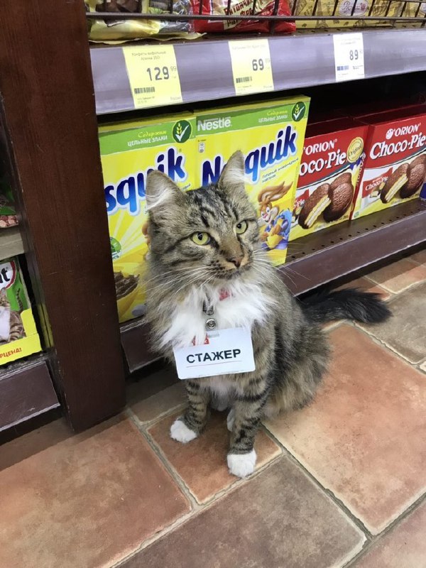 Котэкшн