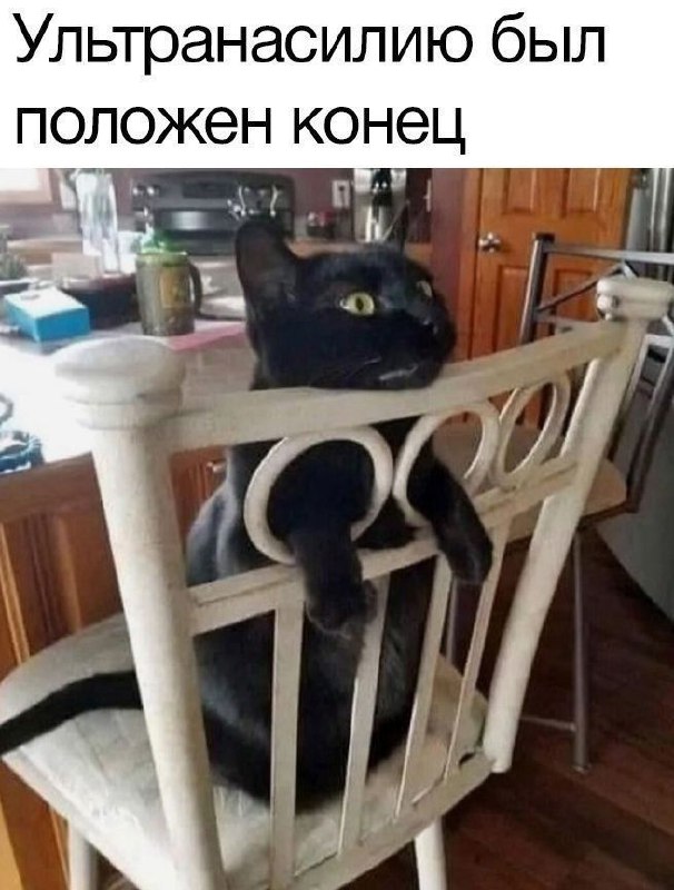Котэкшн