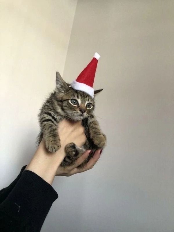 Котэкшн