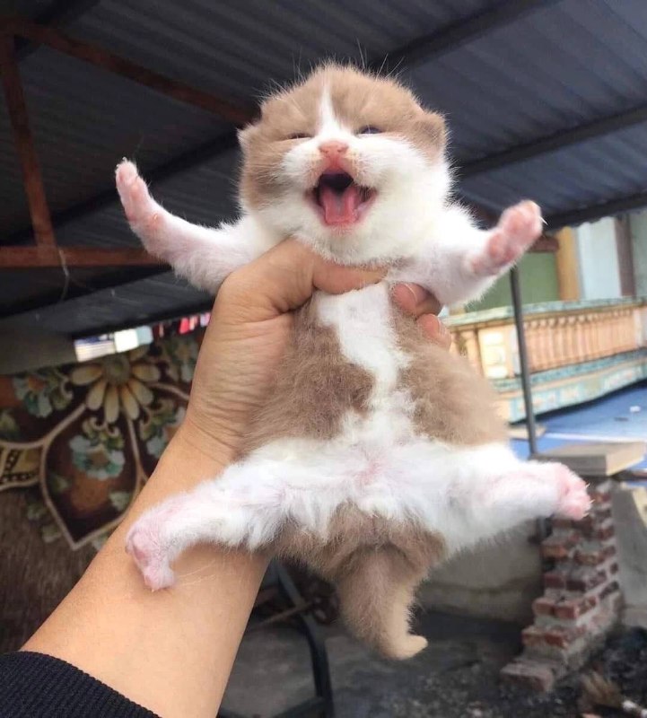 Котэкшн