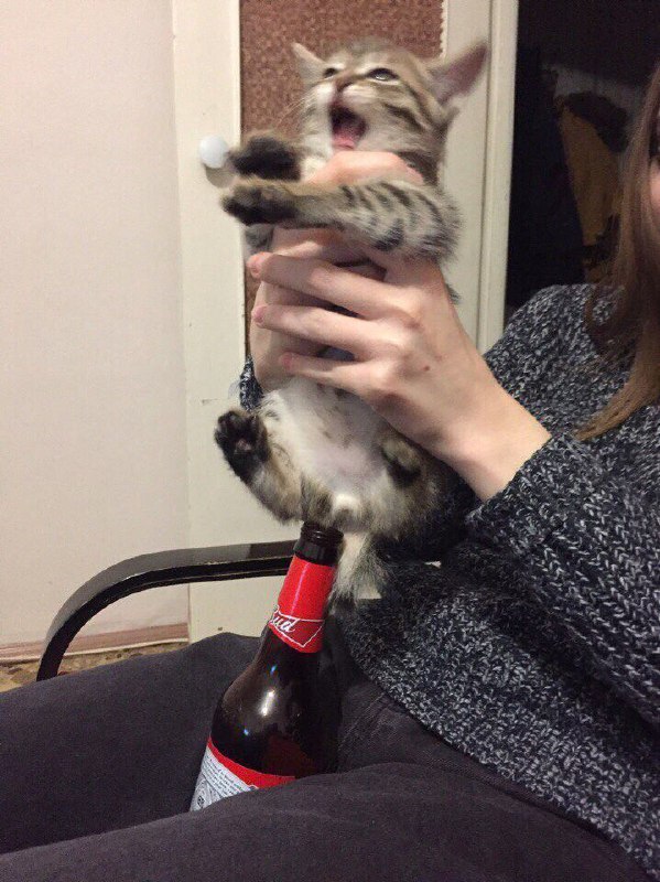 Котэкшн