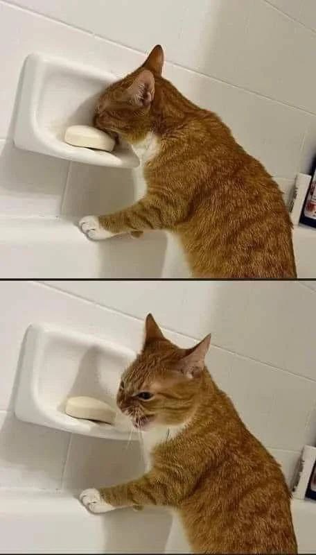 Котэкшн