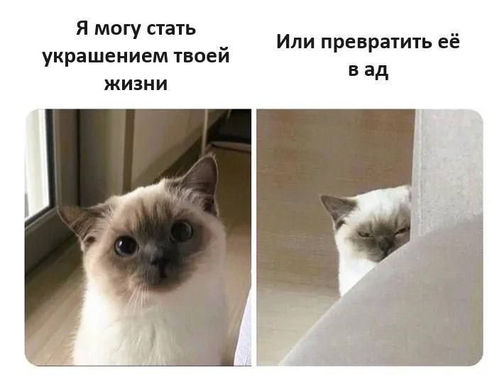 Котэкшн