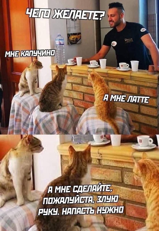 Котэкшн