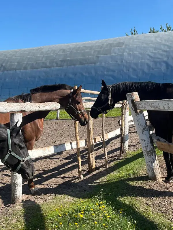 🐎Конная бригада🫀🎧