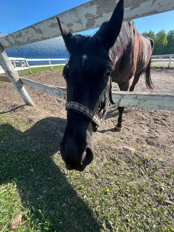 🐎Конная бригада🫀🎧