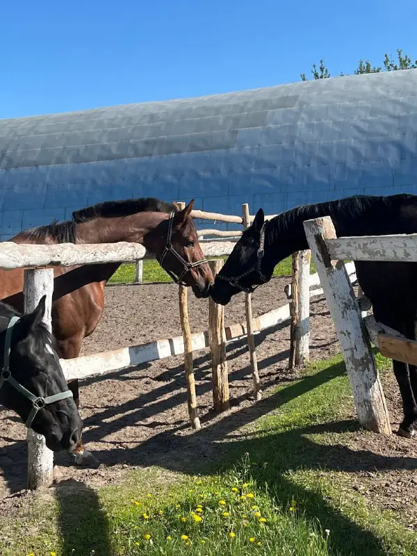 🐎Конная бригада🫀🎧