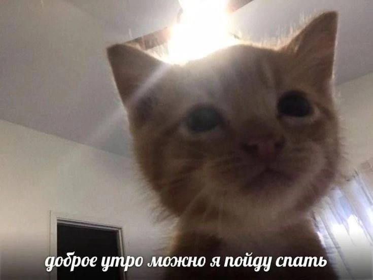 Мемы с котиками