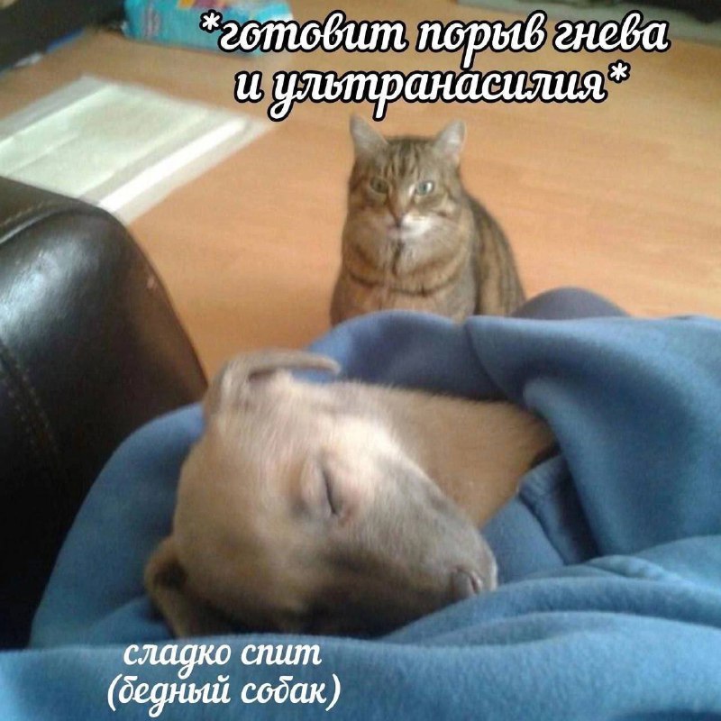 Мемы с котиками