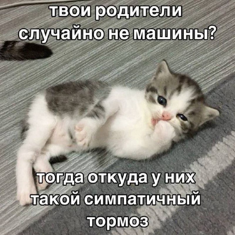 Мемы с котиками