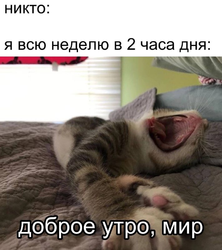 Мемы с котиками