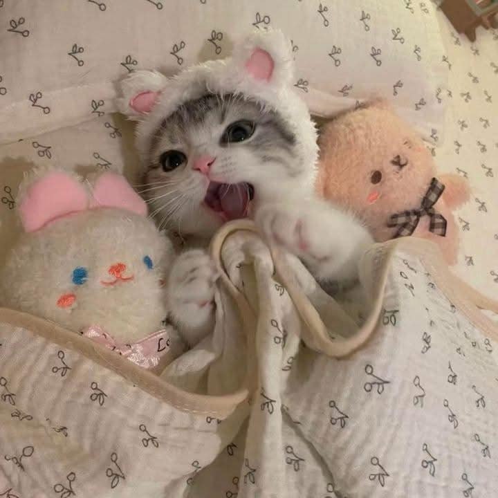 Котики на движениях
