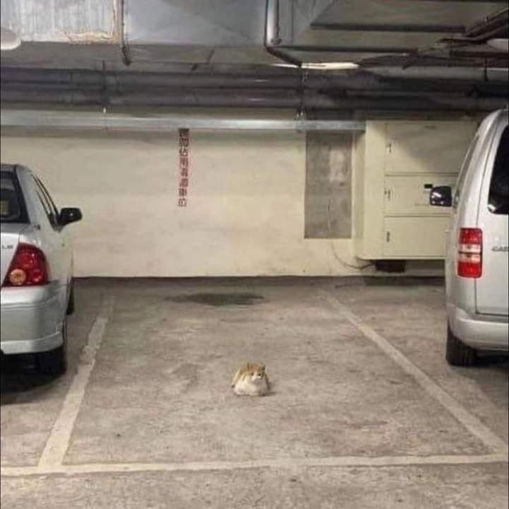 Котики на движениях