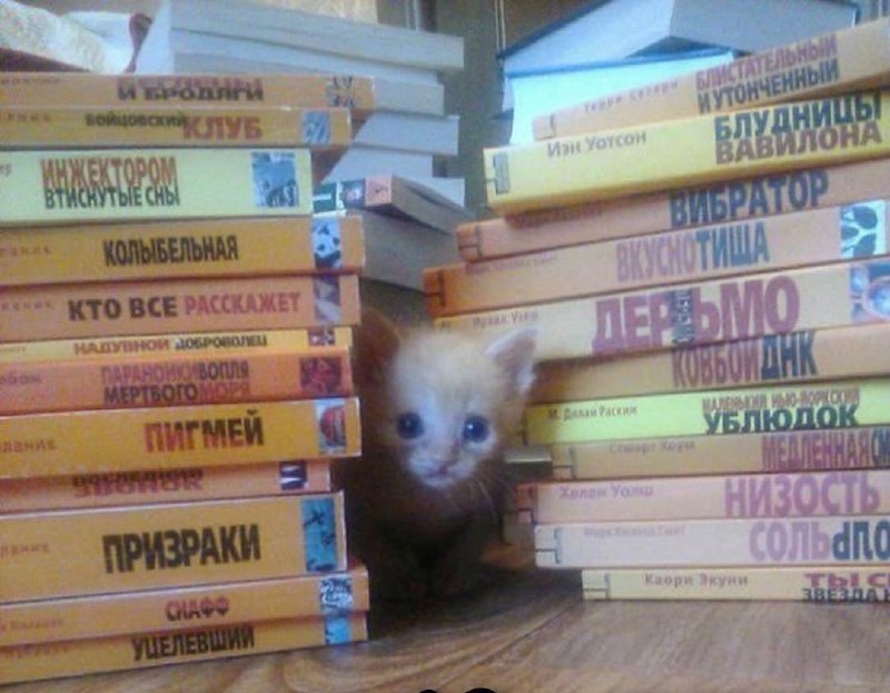 Котики на движениях
