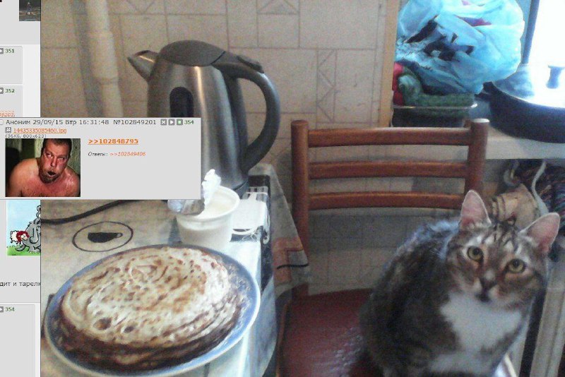 Котики на движениях