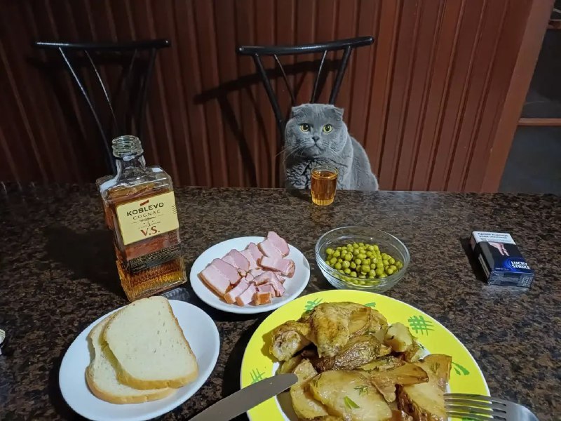 Котики на движениях