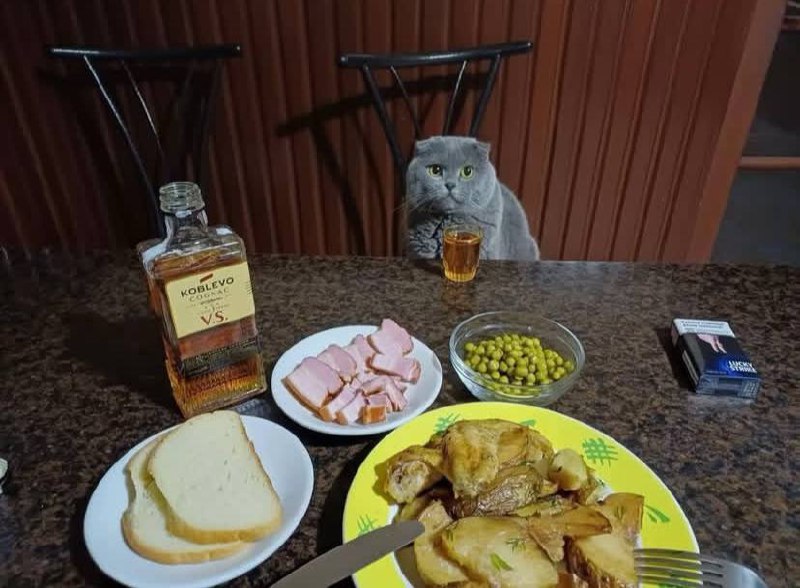 Котики на движениях