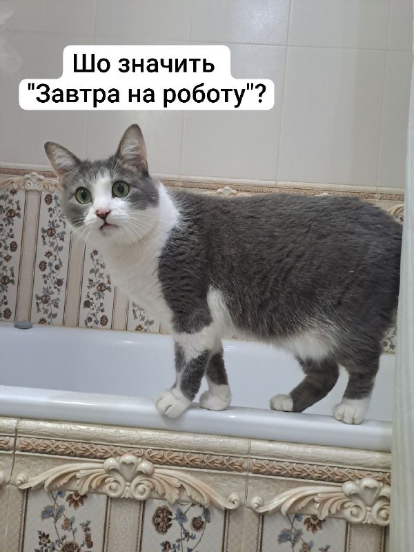 Котішечки коти