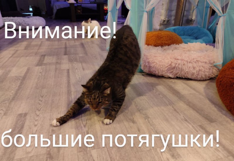 [#котофейМайкл](?q=%23%D0%BA%D0%BE%D1%82%D0%BE%D1%84%D0%B5%D0%B9%D0%9C%D0%B0%D0%B9%D0%BA%D0%BB)