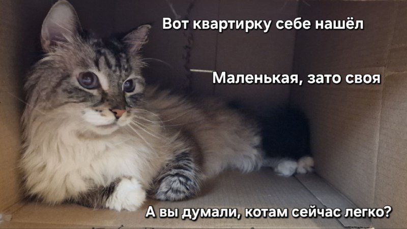 [#котофейМурзилка](?q=%23%D0%BA%D0%BE%D1%82%D0%BE%D1%84%D0%B5%D0%B9%D0%9C%D1%83%D1%80%D0%B7%D0%B8%D0%BB%D0%BA%D0%B0)