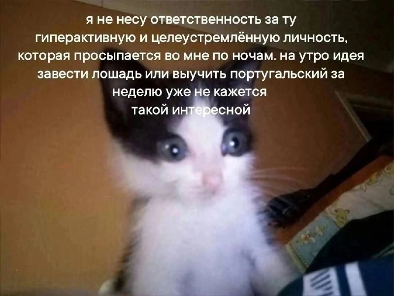 [Котомемы](http://t.me/kotomemi1)