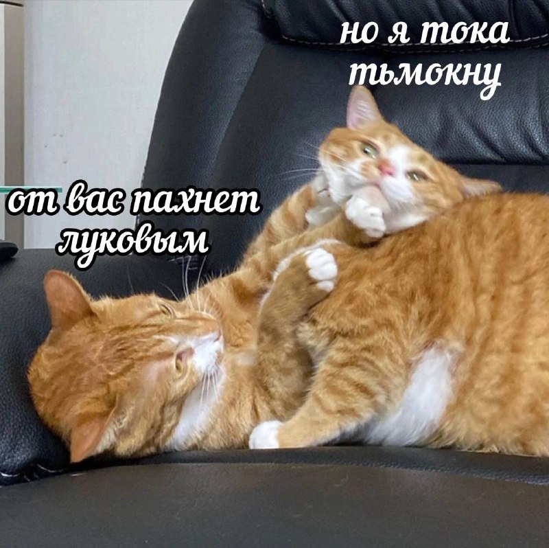 [Котовые мемы](https://t.me/kotovoememe)