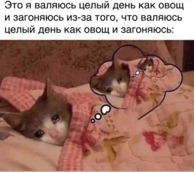 [Котовые мемы](https://t.me/kotovoememe)