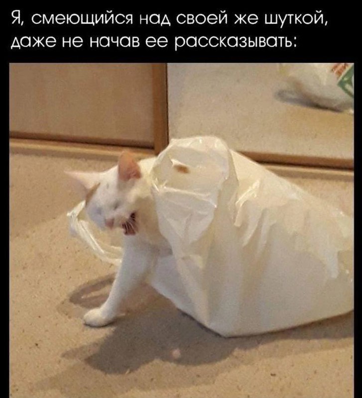 [Котовые мемы](https://t.me/kotovoememe)