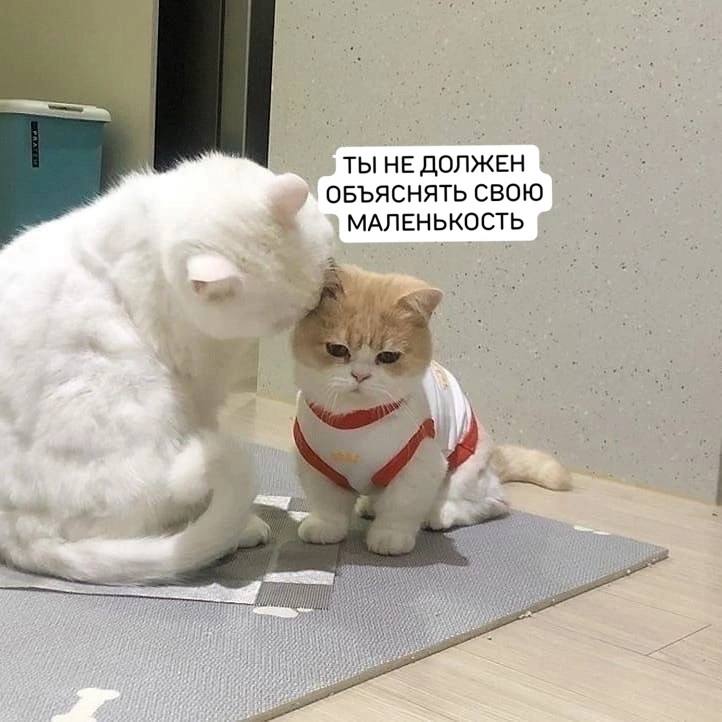 [Котовые мемы](https://t.me/kotovoememe)