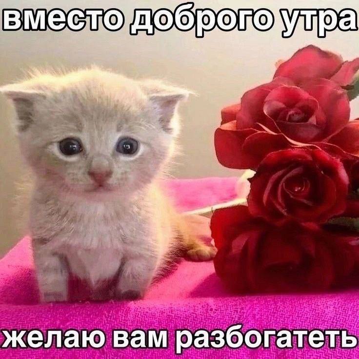 Котьи новости