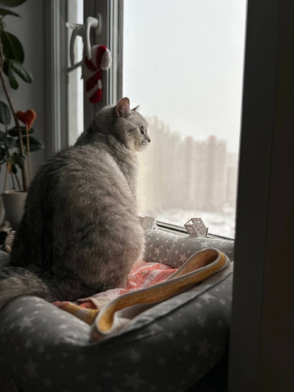 Канал с лапками🐾/Стикеры/Эмодзи